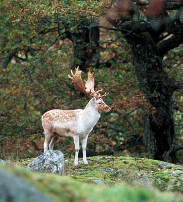 För vattenmiljöerna i Södermanlands län är de huvudsakliga miljöproblemen övergödning och fysiska förändringar (avsänkningar, rätningar, dämmen med mera).