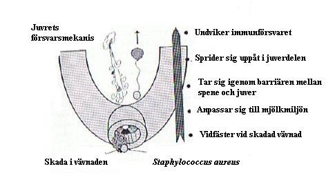 Bild 2. S. aureus väg in i juvret vid exempelvis mekanisk skada eller slitage på spenen (översatt från Sandberg et al., 1995) Även antalet alveoler i juvret påverkas av S. aureus. Sordillo et al.