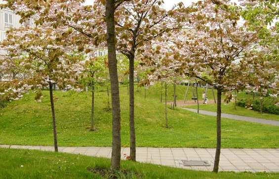 Planteringsmöjlighet med jordmån för mindre buskar på terrasserna skulle understödja