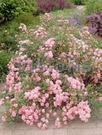 rosor perenner Rosa Hill - cottage-ros