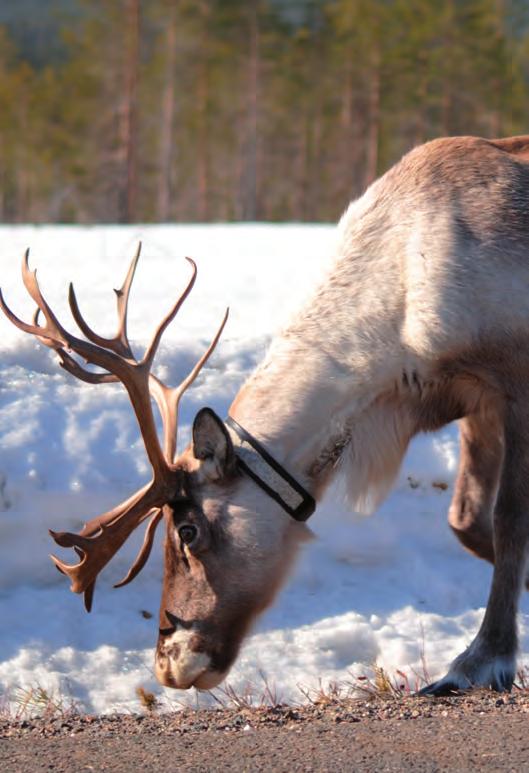 se Karl Einar Enarsson Vägledare, Umeå Särskilt intresse: Ett levande samiskt språk E-post adress: karl.einar@albmut.