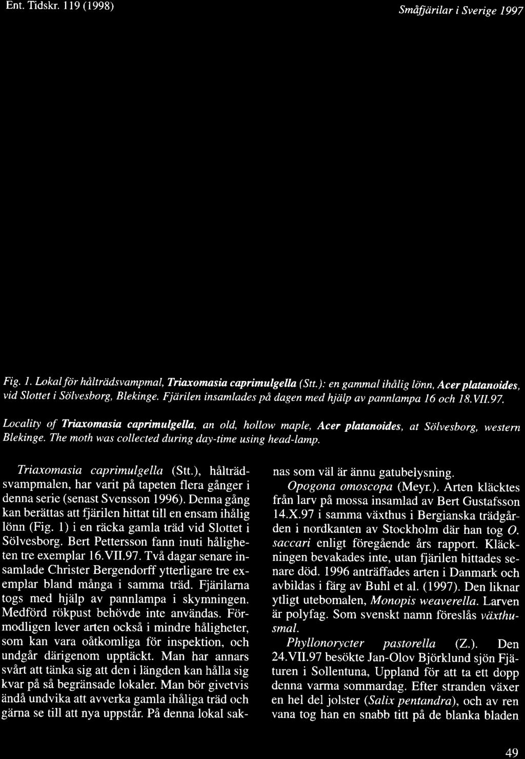 Locality of Triaxomasia capimulgella, an old, hollow maple, Acer platanoides, at Scilvesborg, westem Blekinge. The moth was collected during day-time using head-lamp. Triaxomasia caprimulgella (Stt.