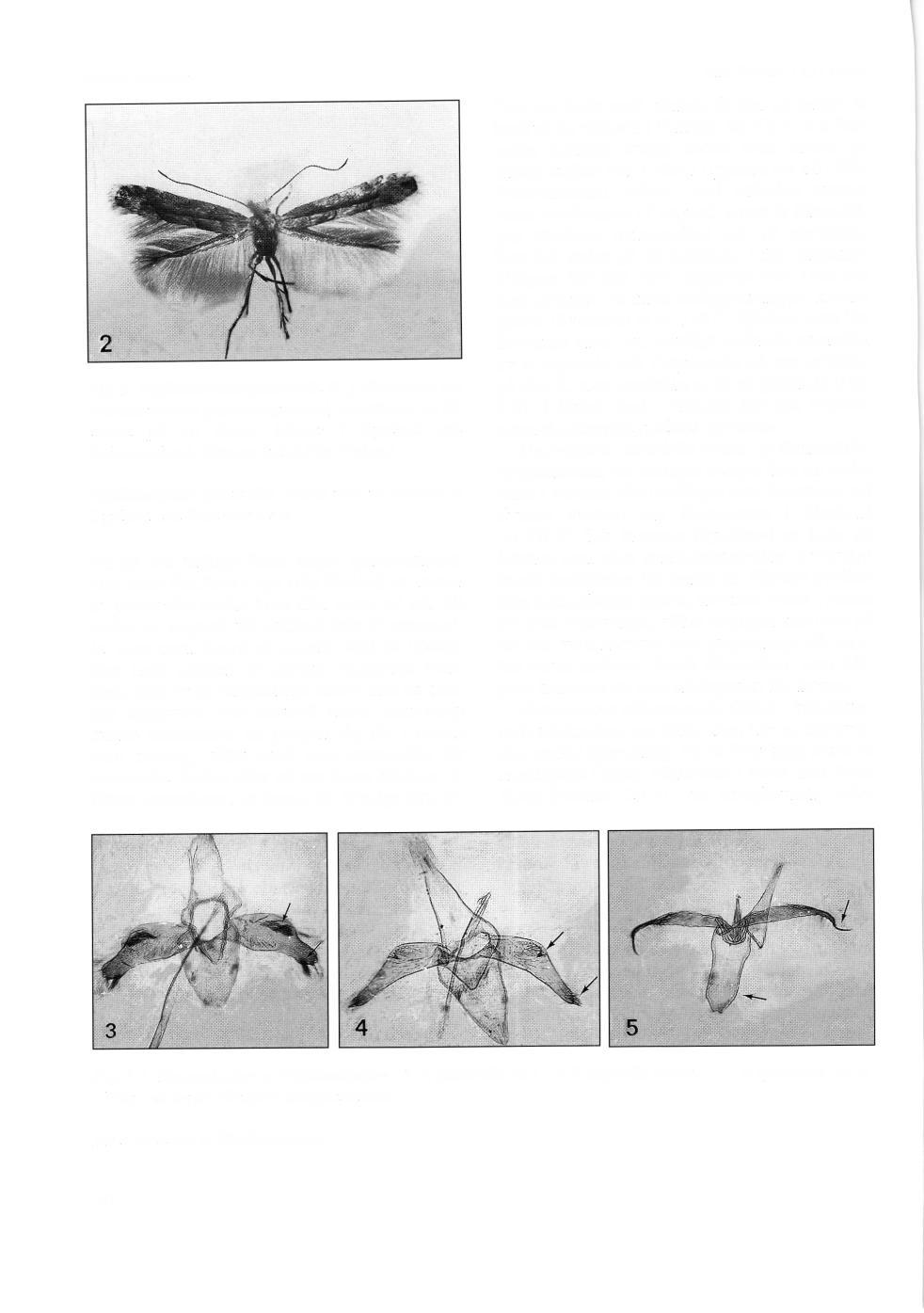 Ingvar Svensson Fig. 2. Phyllonorycter pastorella (2.), ft;reslagen det svenska namnet glansvideguldmal, antriiffades ny fdr landet pd ett flertal lokaler i Uppland och Scidermanland.