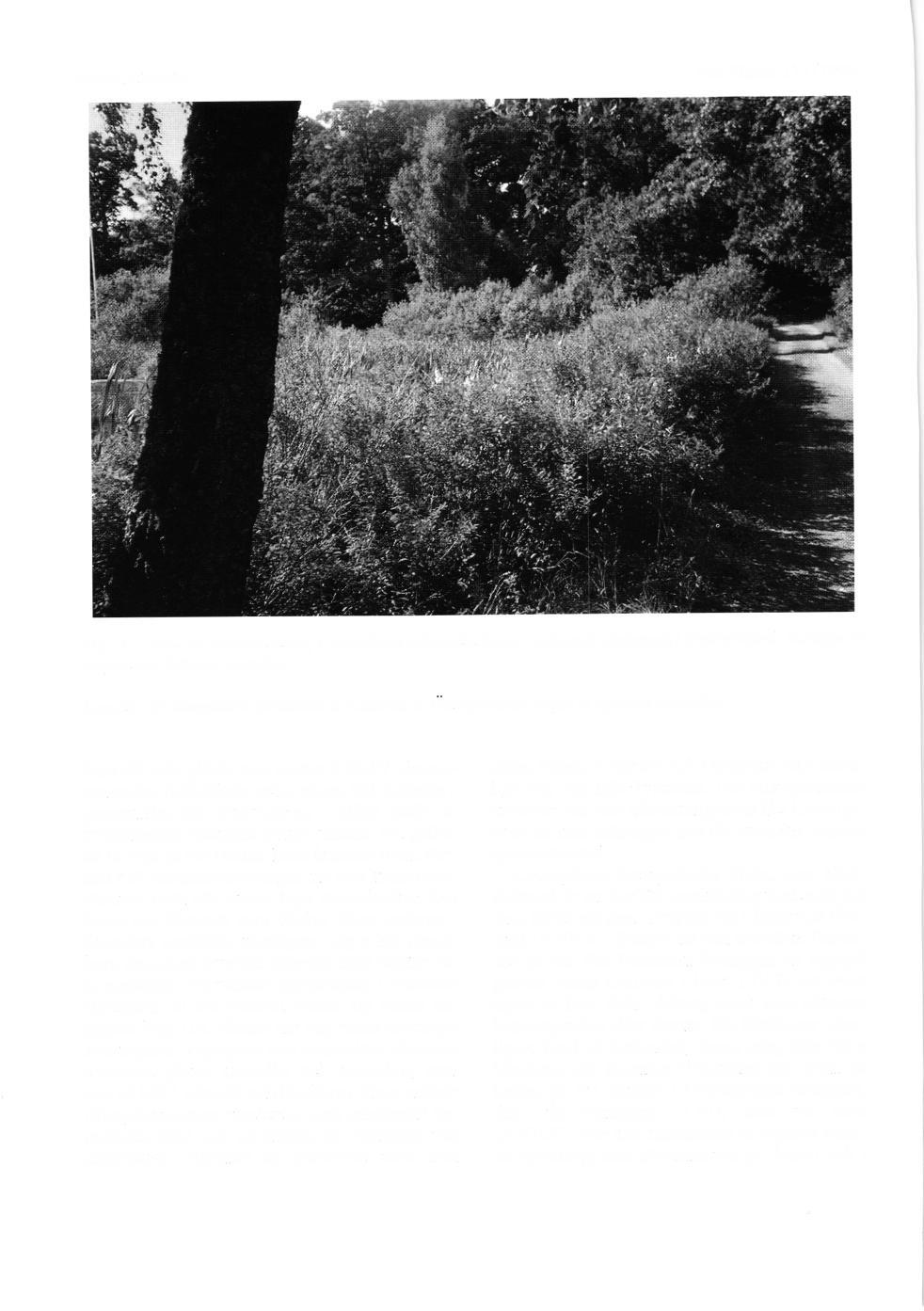 Ingvar Svensson Ent. Tidskr. 119 (1998) Fig. 10. Iokal fr;r spireasiickmal, Coleophora spiraeella Rebel i Adelsnris slottspark i Ostergt)tland: buskage av to rp spire a, Spiraea xrosalba.