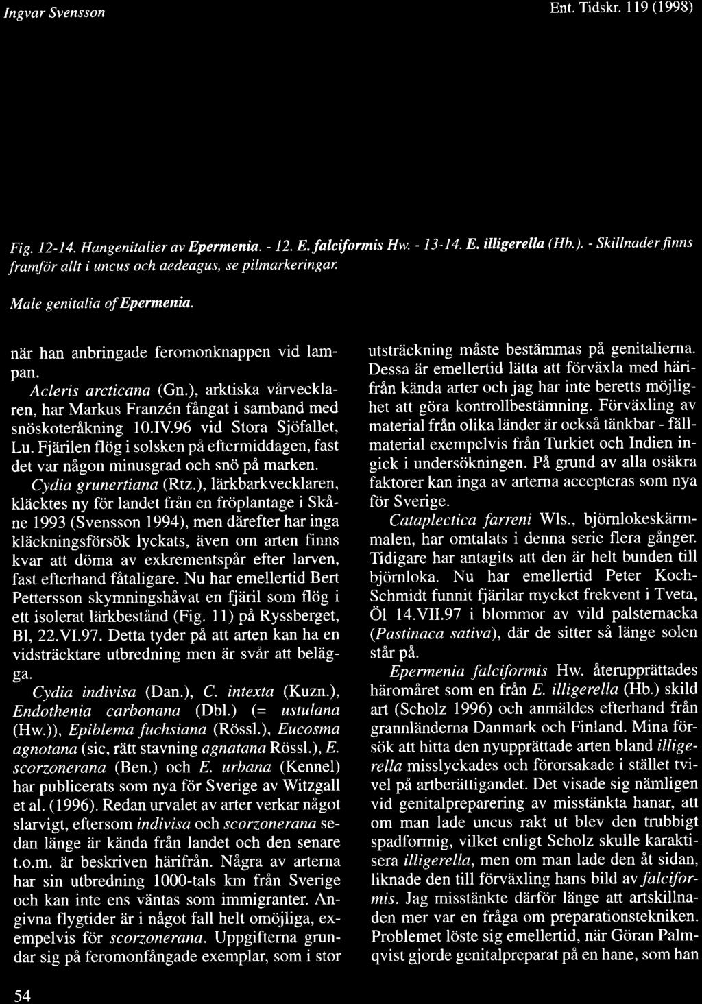 Ingvar Svensson Ent. Tidskr. ll9 (1998) Fig. 12-14. Hangenitalier av Epermenia. - 12. E.falcifurmis Hw. - 13-14. E. illigerella (Hb.). - Skillnaderfinns framfdr allt i uncus och aedeagus, se pilmarkeringar.