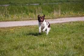 The handler can send off the dog in every desirable direction, but thereby taking into account that de dog have enough outdoor space at 30 meters (yes, our country is small).
