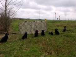 Exercise D: retrieve on land The handler and dog walk to a spot that is designated by the judge.