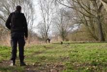 On the mark of the judge, an assistant throws a rabbit or dummy at a distance of approximately 25 meters, on open ground and clearly visible to the dog. The handler should stay in place.