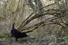 Exercise F: lost retrieve on land At this exercise the dog must independently, without help from his handler, find a small wild animal (like a bird or rabbit) in dense cover over a distance of 40