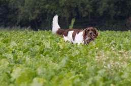 The dog must independently find the animal, pick it up straight away and deliver it directly to the handler, who will return to the designated place after hiding.
