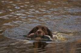 picked up the dummy or animal, he directly has to go back to the waterfront and swim back, again in a straight line, to the handler.