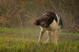 Exercise I: Line-up in open field In this exercise the handler sends off his dog to a designated sitting point in an open field, about 100 meters away from starting point.
