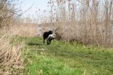 Hopefully this short explanation on the Dutch KNJV SJP exams illustrate how we test the hunting skills of our
