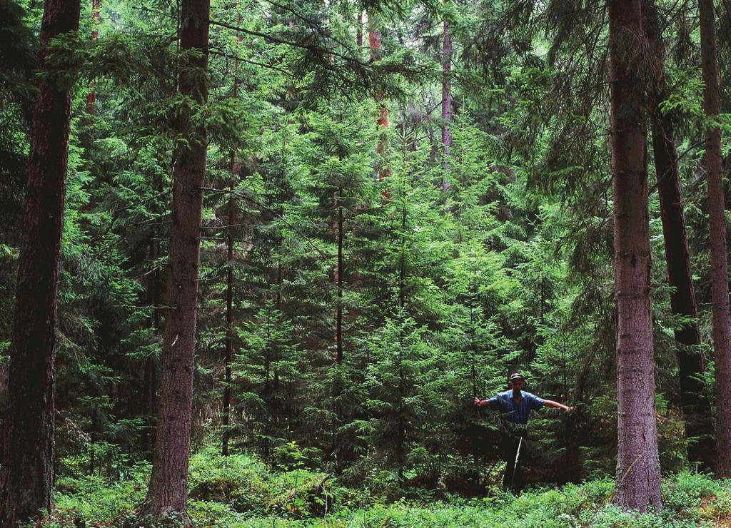 REDOGÖRELSE FRÅN SKOGFORSK NR.