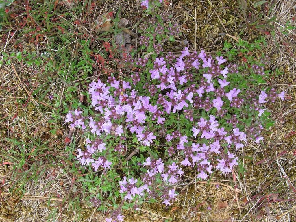 Backtimjan, Thymus serpyllum Denna kryddoftande växt finns mest i kortbetade backar där den pryder små kullar och marknära stenblock med sina violettblommande mattor.