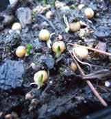 1G.1 groddknoppar från bladveck Groddknoppar på tandrot (Cardamine bulbifera) i maj.