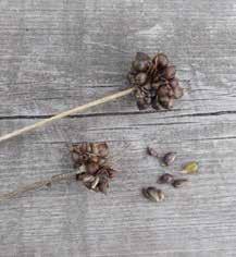 1G.3 groddknoppar från blomma Backlökens (Allium oleraceum) groddknoppar släpper från blomställningen på sensommaren. Groddknoppar från backlök som har fallit till marken.