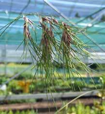 Knölgröe (Poa bulbosa) är en växt som kan utveckla nya plantor i blomvippan. Arten på bilden är troligen Poa tristigmatica, vilken visar bladutveckling från en mängd nya plantor i vippan.