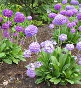 Ett annat motiv till att använda bladsticklingar kan vara att en växt bildar många blad per planta och att det därför inte behövs så många moderplantor (Preece 2004, s. 356).
