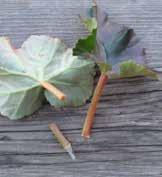 ) som enligt uppgifter kan förökas med bladsticklingar. Tätört har blad, med korta bladskaft, som växer i en rosett tätt tryckt mot marken.