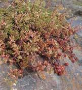 I familjen Crassulaceae är det många arter som går att föröka med bladsticklingar p.g.a. att bladvecksknoppen sitter mer ihop med bladet än stammen (Toogood 2006, ss. 236-237).