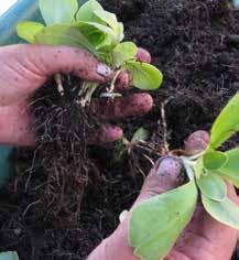 Vid andra förökningssätt är det antingen en ovanjordisk växtdel som måste utveckla nya rötter eller en underjordisk växtdel som ska bilda nya skott för att bli en ny planta.