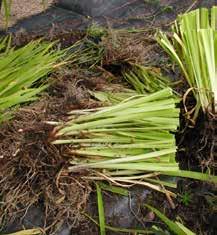 De sticks ned mitt i plantan med baksidan mot varandra. Greparnas skaft förs från varandra och sedan mot varandra.