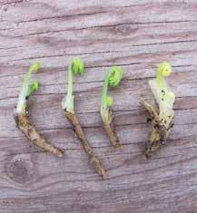 2RH1.1 delning av plantor med rhizom med ändskott mindre än 10 cm Bitar av jordstammar med ändskott plockade från plantor av fänrikshjärta (Dicentra Formosagruppen) i mitten av april (till vänster).