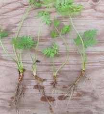 De kan delas genom att ändskottet och en bit av dess rhizom lossas från moderplantan. Eftersom rhizomer har en spridningsfunktion skjuter skotten vanligen upp en bit bort från moderplantans bas.