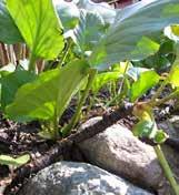 ) i början av november, Guldsmedsgårdens plantskola. De välutvecklade knopparna övervintrar i markytan.