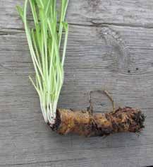 plantor (jämför med 3S.3). På samma sätt som för underjordiska stammar (se även 2RH och 3S.3) är det en fördel att använda delar från yngre plantor.