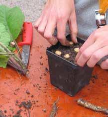 Kraftiga rötter som hos kungsljus (Verbascum sp.) kan skäras i tunnare slantar och ändå produceras nya skott.
