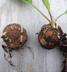 En förökningsmetod som påminner om att dela plantor med knöllika rötter är den där en rot med knopp högst upp går att plocka loss från basen av en planta.