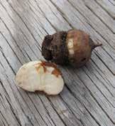 35) Rhizom Rhizomer (underjordiska stammar) växer mer eller mindre horisontellt i jordytan eller under jord och utmärks av att de har bladveck med
