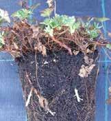 Nya små plantor utvecklas och kan lossas från moderplantan efter ca. ett år. (Toogood 2006, s.
