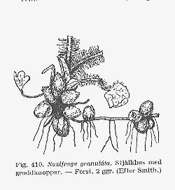 Blomvass (Butomus umbellatus) bildar groddknoppar längs med rhizomen.