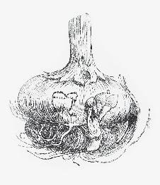 Groddknoppar kan också framkallas genom att skada underjordiska organ (Afzelius & Skottsberg 1953, s. 103).