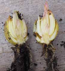 3LB lökblad lökblad 3LB hela med knoppanlag 3LB.1 utan knoppanlag 3LB.2 Hyacintlök (Hyacinthus orientalis) med omslutande blad.