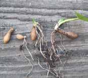 Likhet i växtuppbyggnad - försök med en annan förökningsmetod A B C D Överlag anses sippruta (Anemonella thalictroides) vara svårodlad.