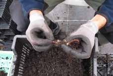 Förökning av vitsippa med bitar av rhizomer Djupedals plantskola september 2011 Rotklumpen slås ur krukan, och jorden tas bort för att få fram rhizomerna.