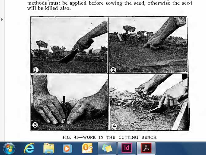 Förökningshandlingar i bild I hortikulturell litteratur före 1900 förekommer bara ett fåtal illustrationer i samband förökningsinstruktioner.