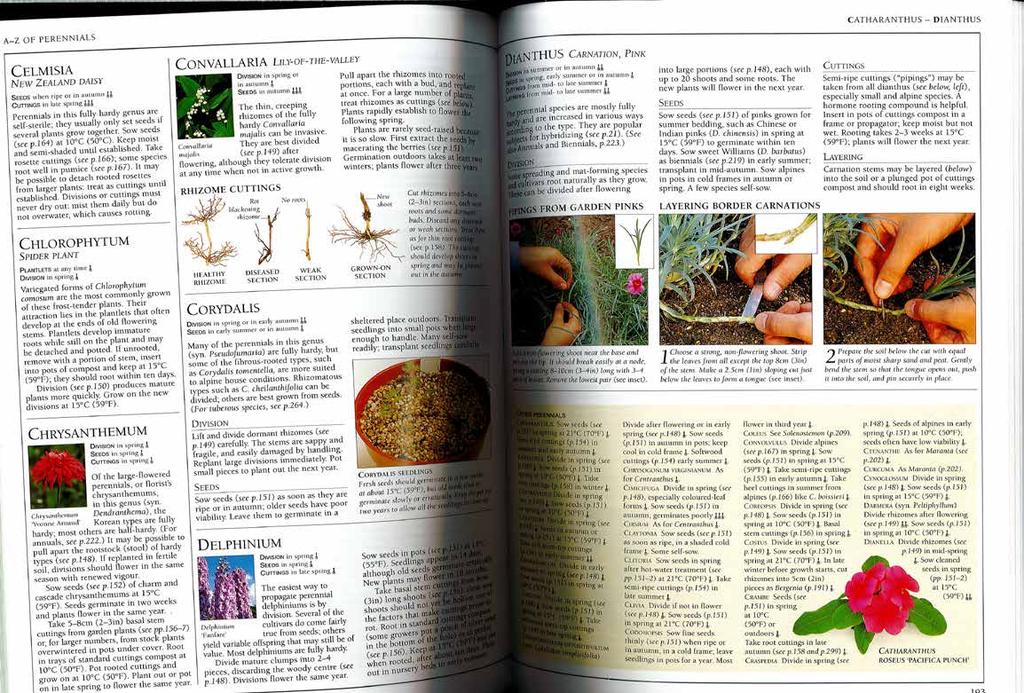 Figur 49. I RHS s Propagating Plants visas proceduren för avläggare på nejlika med tre foton (ur Toogood 2006, s. 193).