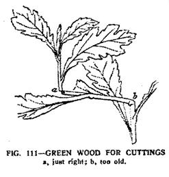 Figur 54. Instruktion för test av när ett toppskott har rätt förutsättningar för att utgöra en bra stickling (ur Kains 1916, s.124). snarlika illustrationer i böckerna.