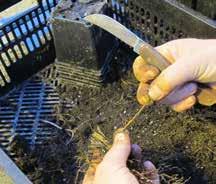 I det här fallet sparas ingen del av moderplantan, hela rotsystemet gås igenom och därefter slängs plantan.