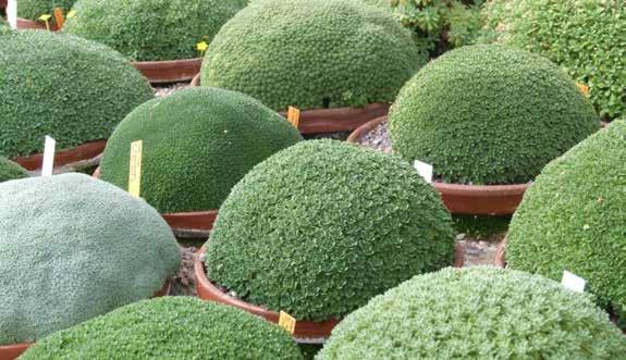 Figur 67. Dionysia-samlingen på Göteborgs botaniska trädgård, 19 april 2006. soner som kommer tillfälligt för att arbeta över en säsong.