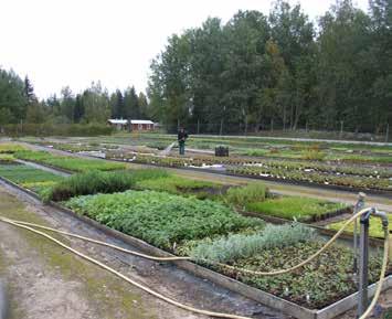 Figur 8. Från vänster Roland Törnqvist vattnar, Rolandsro perenner. Sylvia Törnqvist rensar och ställer ihop plantor i bänkarna på Rolandsro perenner.