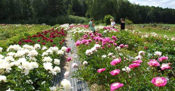 Figur 9. Pioner odlade på friland. Besök tillsammans med studenter på Guldsmedsgården i slutet av juni 2009.