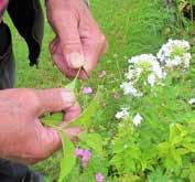 med traktor. Plantorna rengörs, delas och sorteras för försäljning alternativt återplanteras på fälten som nytt modermaterial. Den största delen av plantförsäljningen sker via postorder.