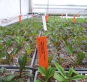Delning av pioner för försäljning sker idag i mycket liten skala i Sverige, de flesta plantskolor och återförsäljare köper in redan färdigdelade plantor.