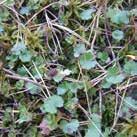 Förökning av Saxifraga granulata med groddknoppar TW maj 2010 Saxifraga granulata kallas på svenska bl a för
